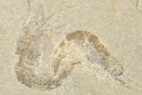 Three Cretaceous Fossil Shrimp - Lebanon #349682-1